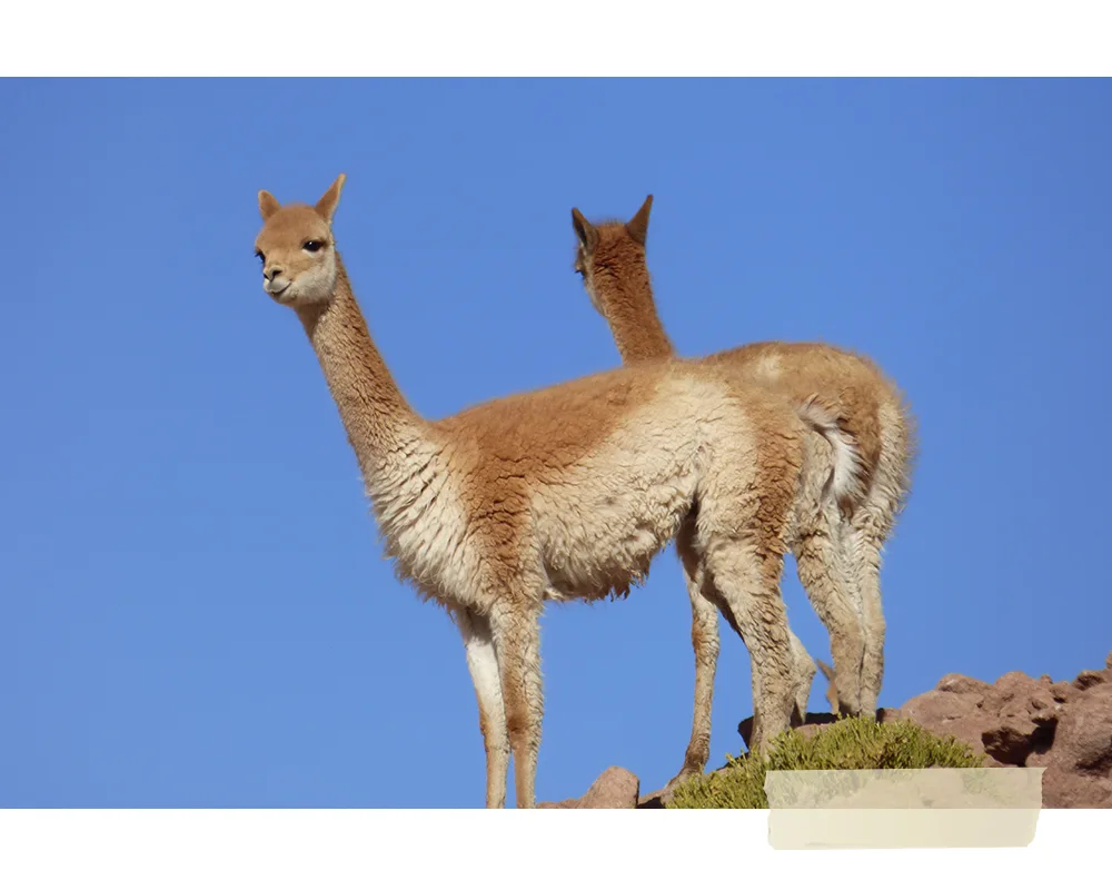 atacama15